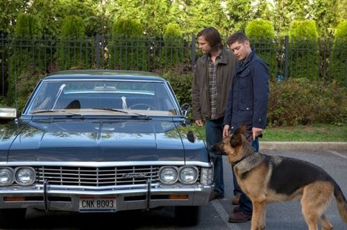 Supernatural-Dog Dean Afternoon-06