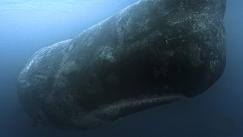 The Whale-bbc-03