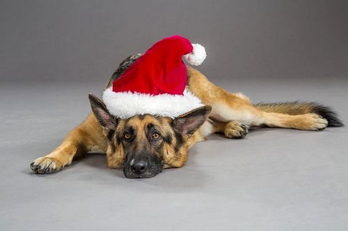 The_Christmas_Shepherd